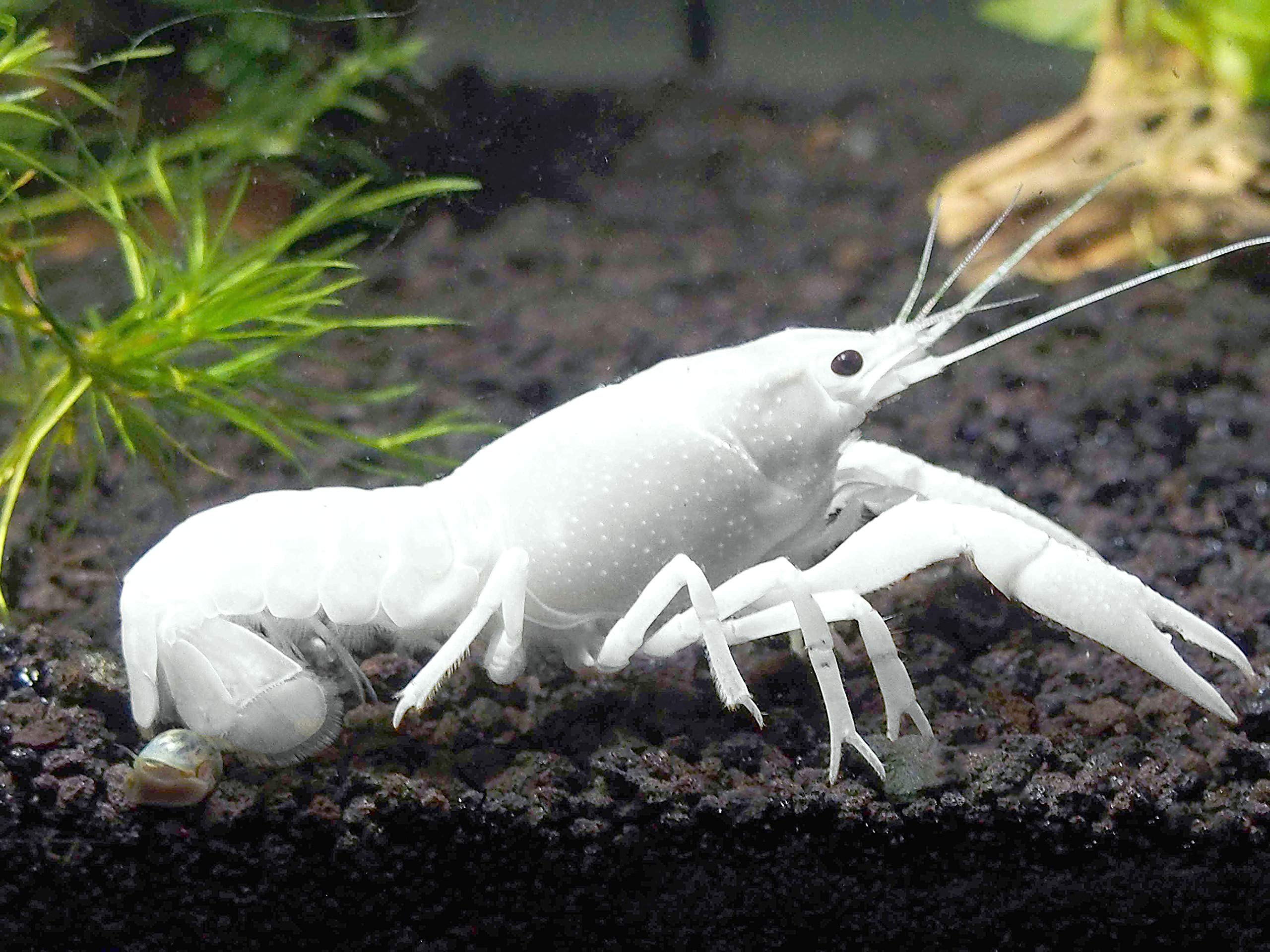 white crayfish